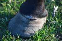 Hoof Abscess