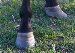 Hoof Abscess and Foundered Hoof