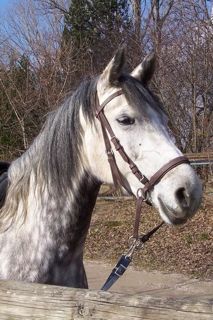 The Bitless Bridle