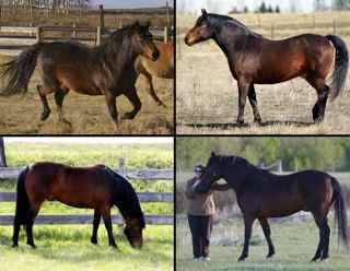 Grazing Muzzle: horse diet, horse weight changes