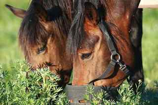 Horse Grazing Muzzle: Regulate horse weight