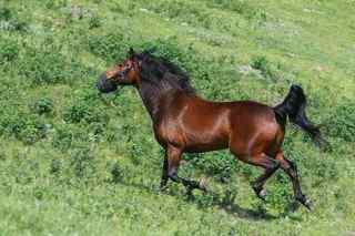 Grazing Muzzle: horse diet, horse hoof care