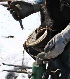 Hoof trimmer: Horse hoof resting on a hoof jack