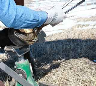 Hoof Nippers: a hoof trimmer using hoof nippers to trim the horse hooves