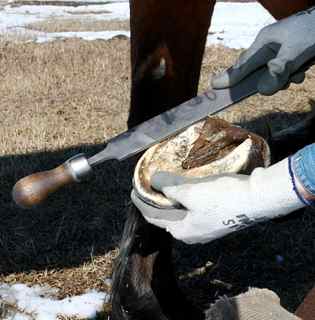 Hoof Rasp: a hoof trimmer uses a hoof rasp to remove length and shape the edges of the horse hooves