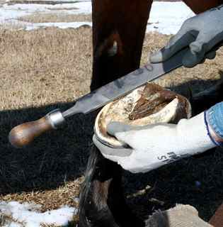 Hoof Rasp. Rasping the hoof on a hoof jack