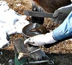 Horse Hoof Care: Natural hoof trimming and putting on a mustang roll are important for strong healthy horse hooves