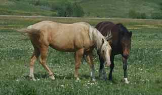 Selene and Josie- quarter horse fillies