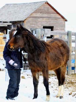 Horse Grooming supplies, brushes