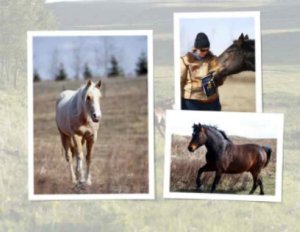 Horse care: how to train a horse, horse body language
