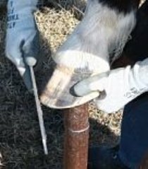 Hoof trimmer: Rasping the toe of the hoof while on a hoof stand.